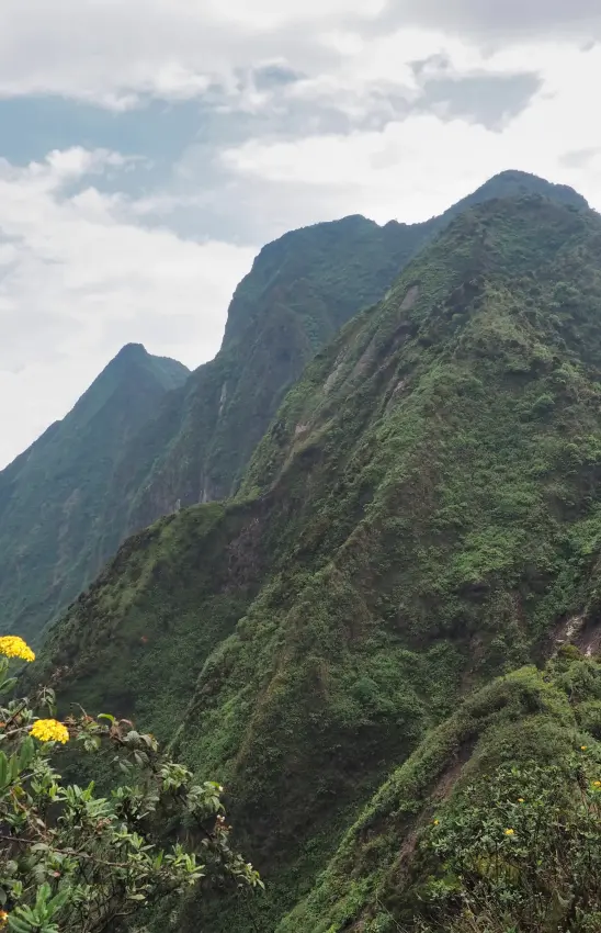 Lush green mountains with yellow wildflowers in foreground