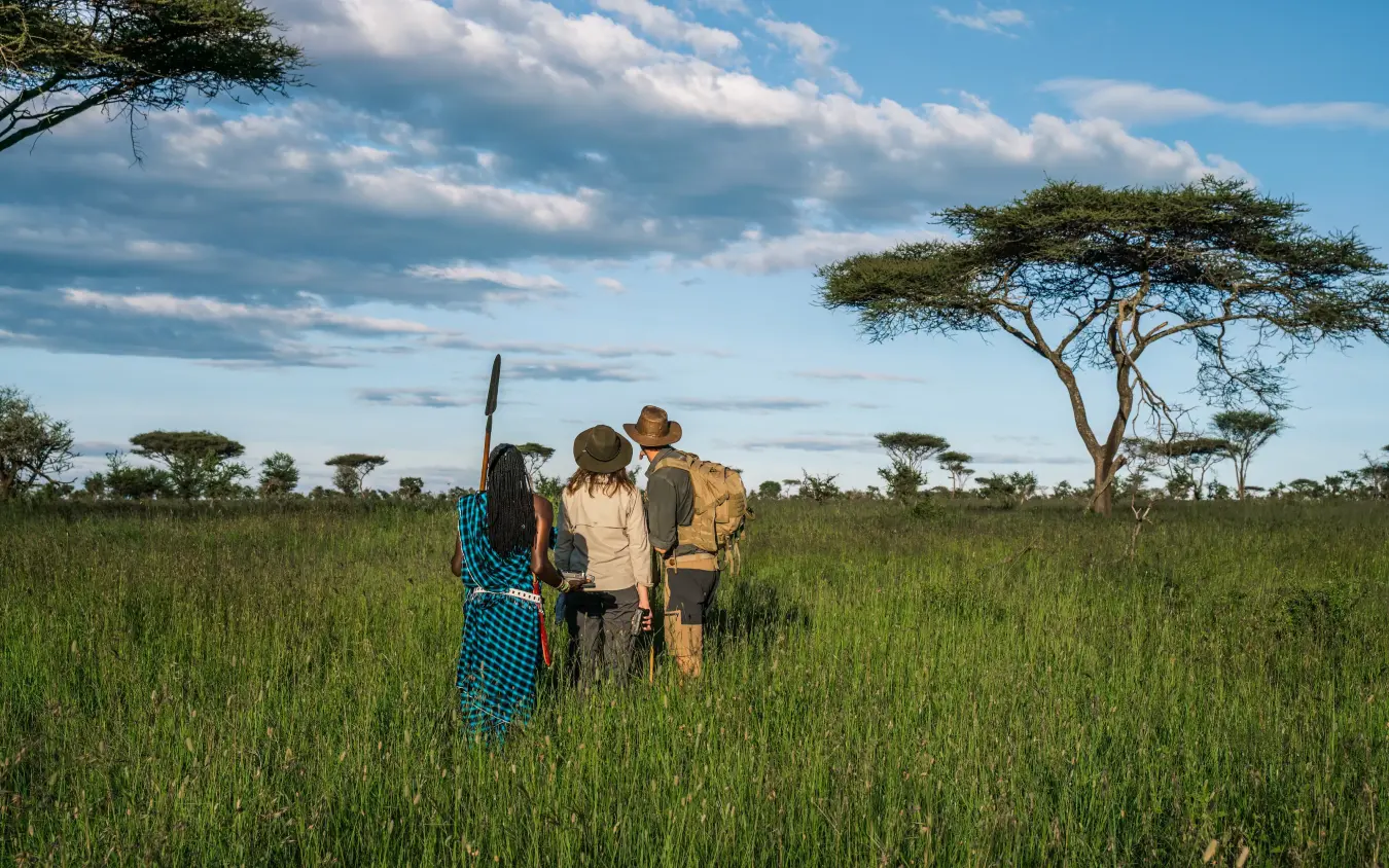 Guide leading walking safari through grassland with acacia trees, Mpingo Ridge Lodge, Tarangire National Park, Tanzania