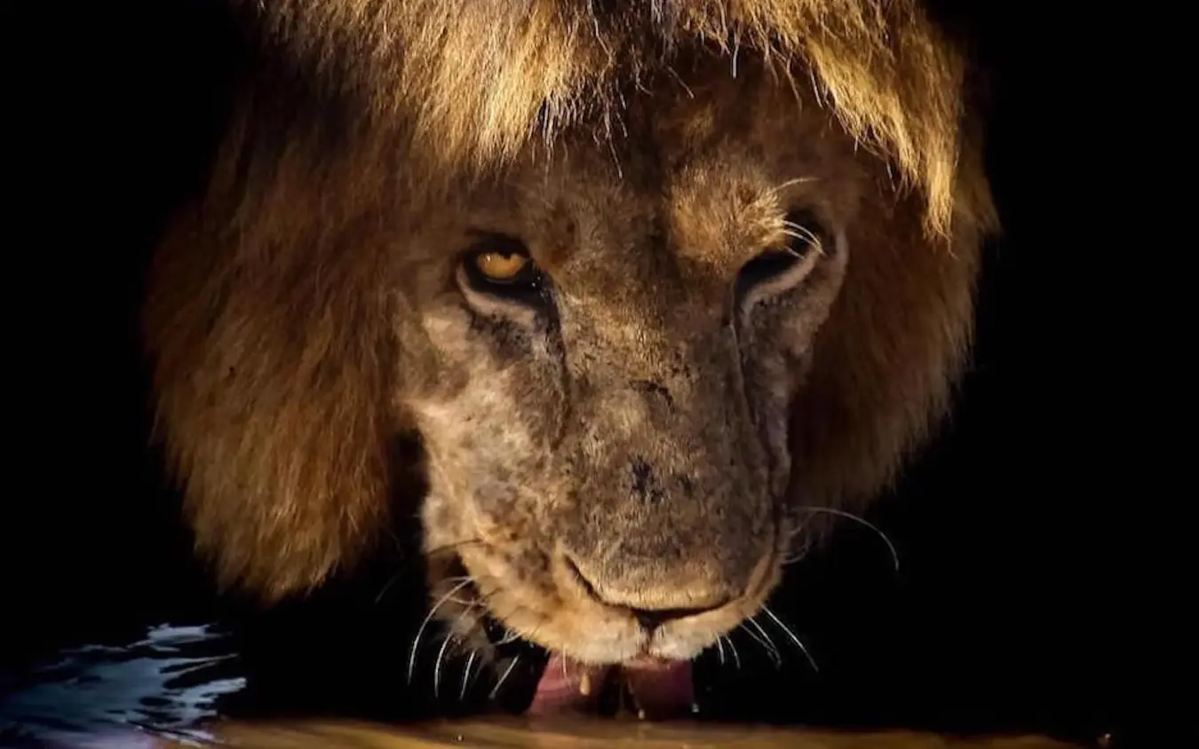 Male lion drinking from waterhole at night, Mpingo Ridge Lodge, Tarangire National Park, Tanzania