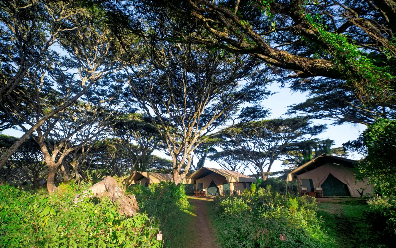 Canvas tents nestled beneath acacia trees along pathway, Lemala Ngorongoro, Ngorongoro Crater, Tanzania