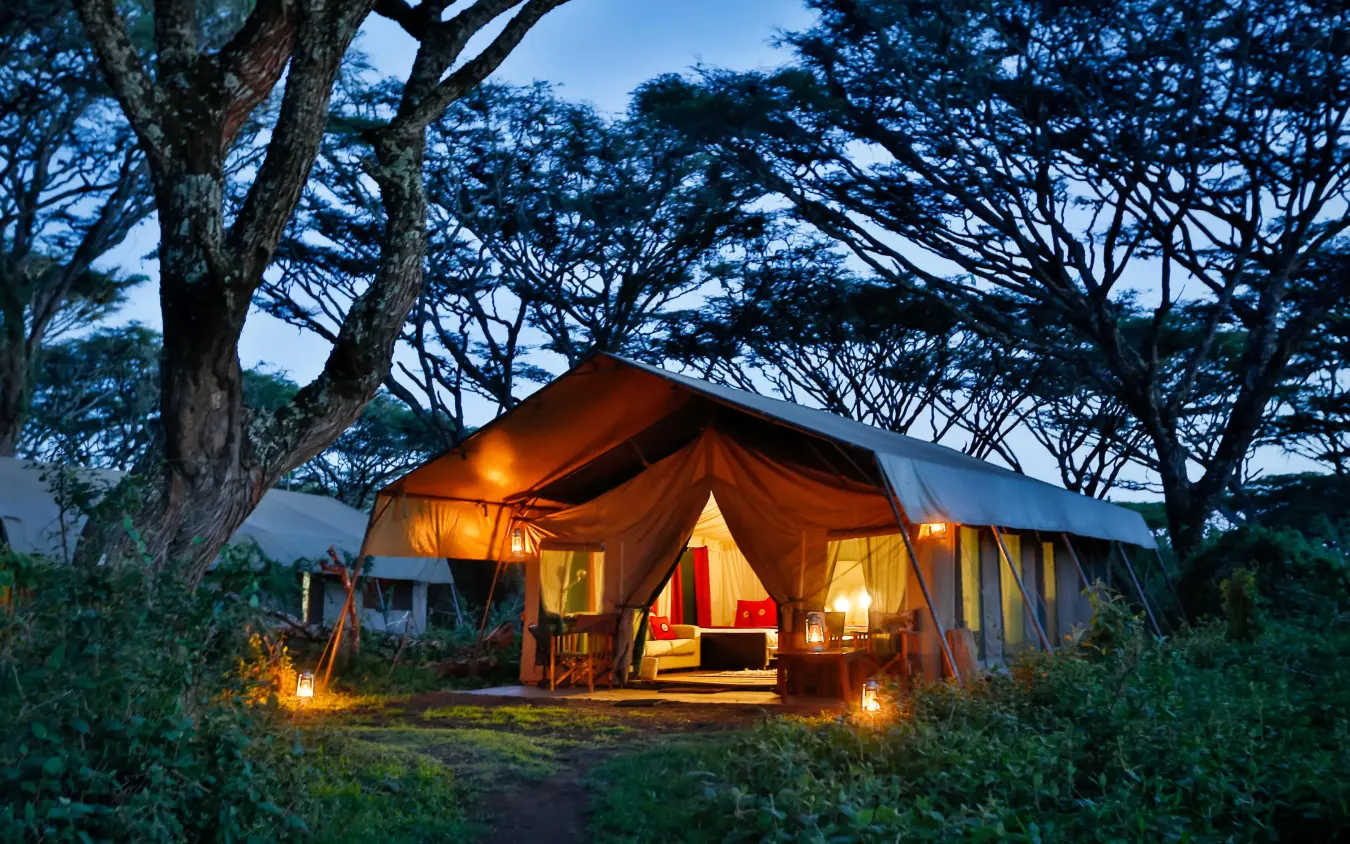 Illuminated canvas tent beneath acacia trees at dusk, Lemala Ngorongoro, Ngorongoro Crater, Tanzania
