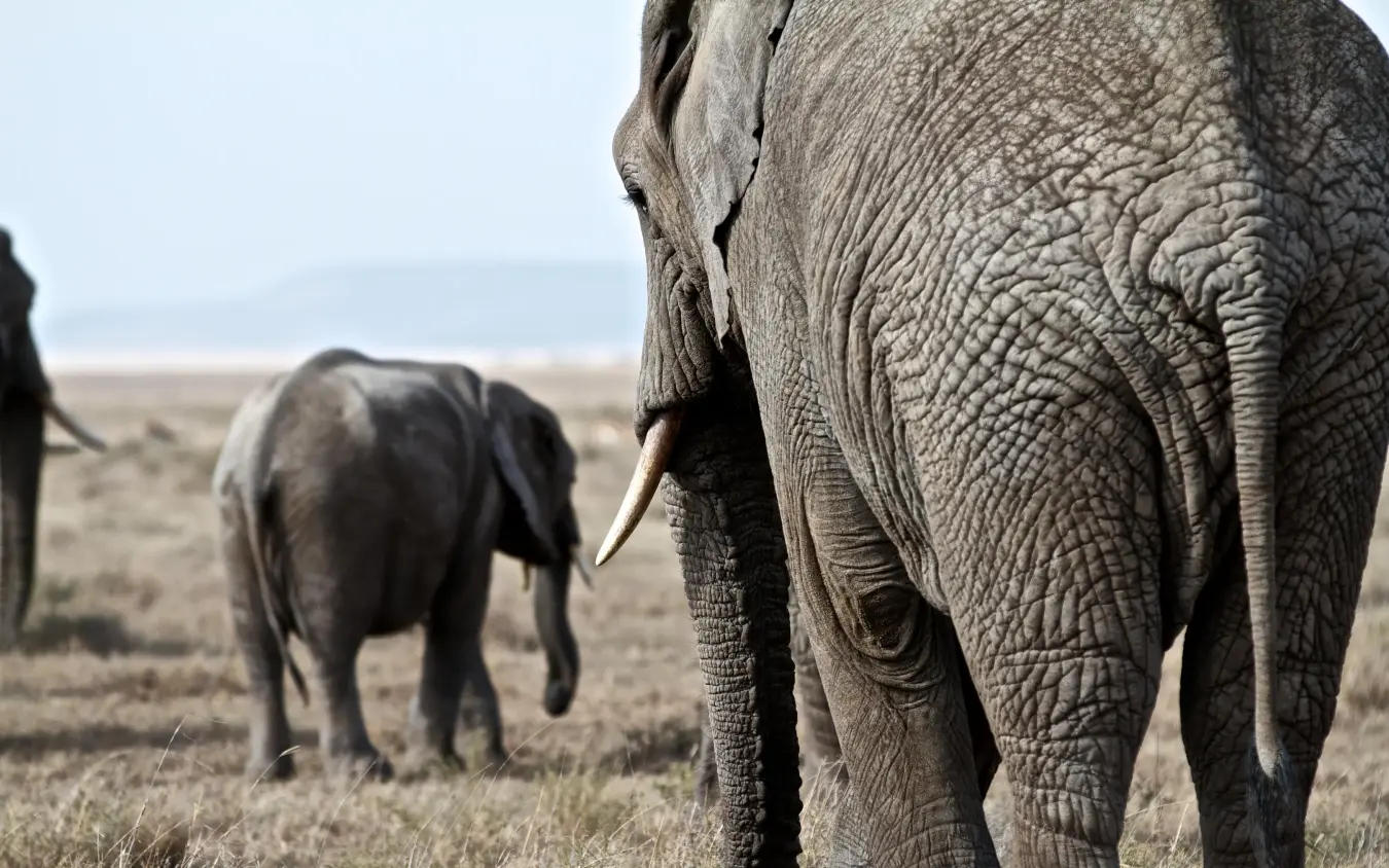 Adult elephant with calf in natural grassland habitat, Lemala Ngorongoro, Ngorongoro Crater, Tanzania