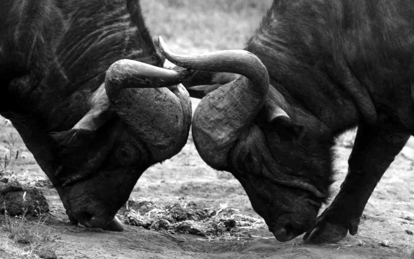 Two chimpanzees touching hands in intimate gesture, Lemala Ngorongoro, Ngorongoro Crater, Tanzania