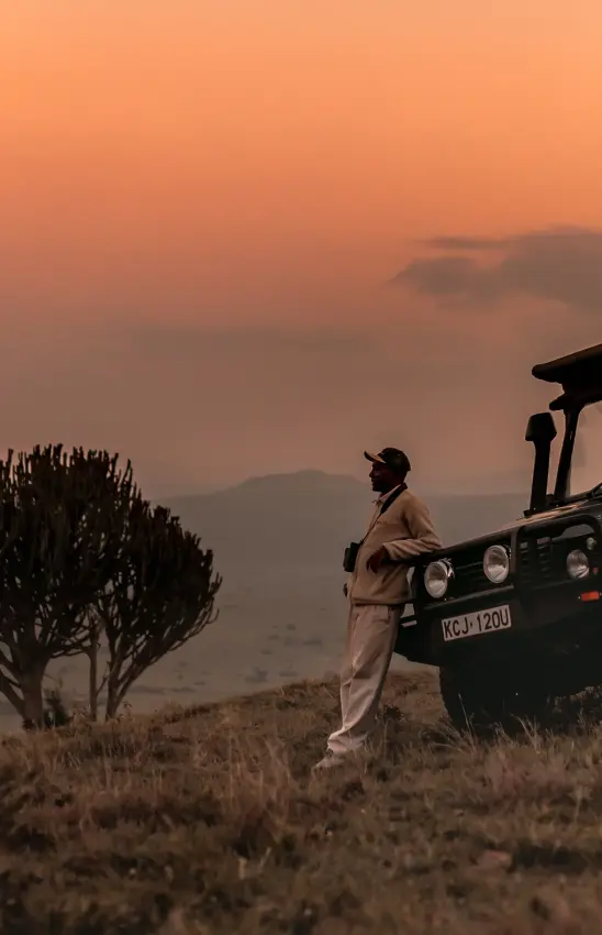 Safari vehicle parked beside dragon tree at golden sunset, Lengishu House, Laikipia Highlands, Kenya