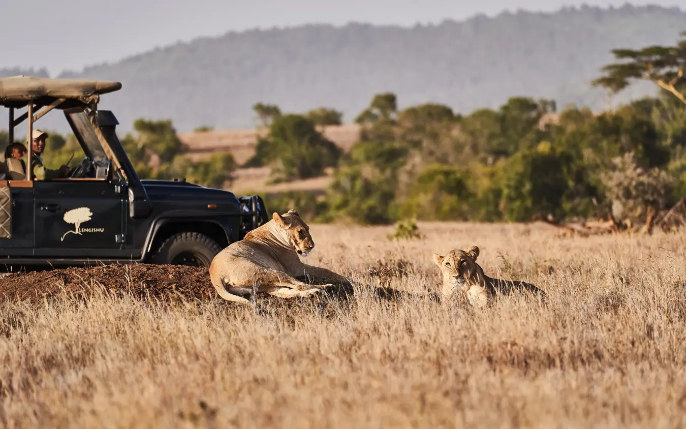 Lions resting near safari vehicle in grassland, Lengishu House, Laikipia Highlands, Kenya