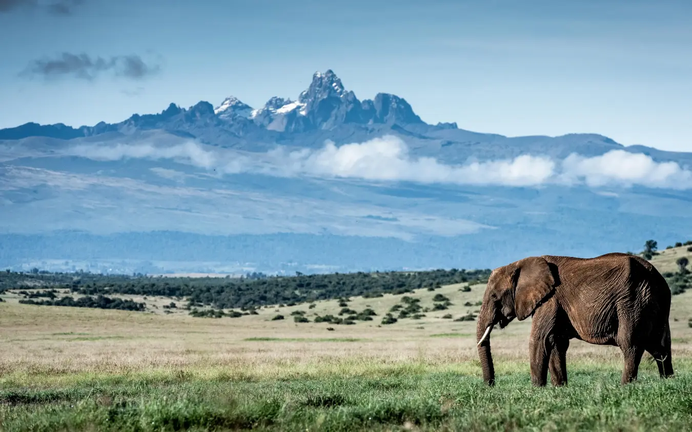 African elephant grazing in savanna with mountain backdrop, Lengishu House, Laikipia Highlands, Kenya