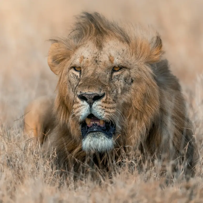 Male lion walking through dry grassland savanna, Lengishu House, Laikipia Highlands, Kenya