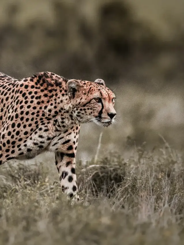 Cheetah walking through sparse grassland in alert posture, Lengishu House, Laikipia Highlands, Kenya