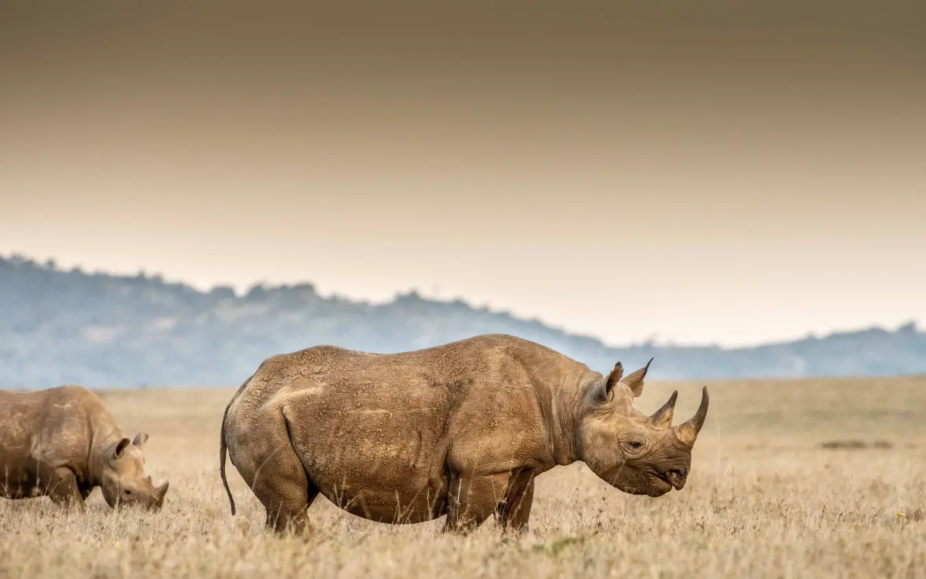 Rhinoceros family grazing in open savanna grassland, Lengishu House, Laikipia Highlands, Kenya