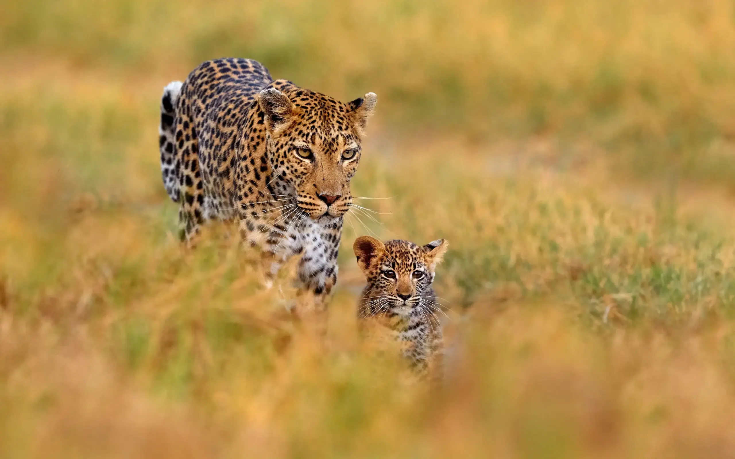 Leopard mother walking with cub through grassland