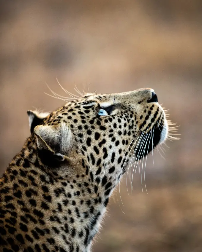 Leopard portrait looking upward with spotted coat visible