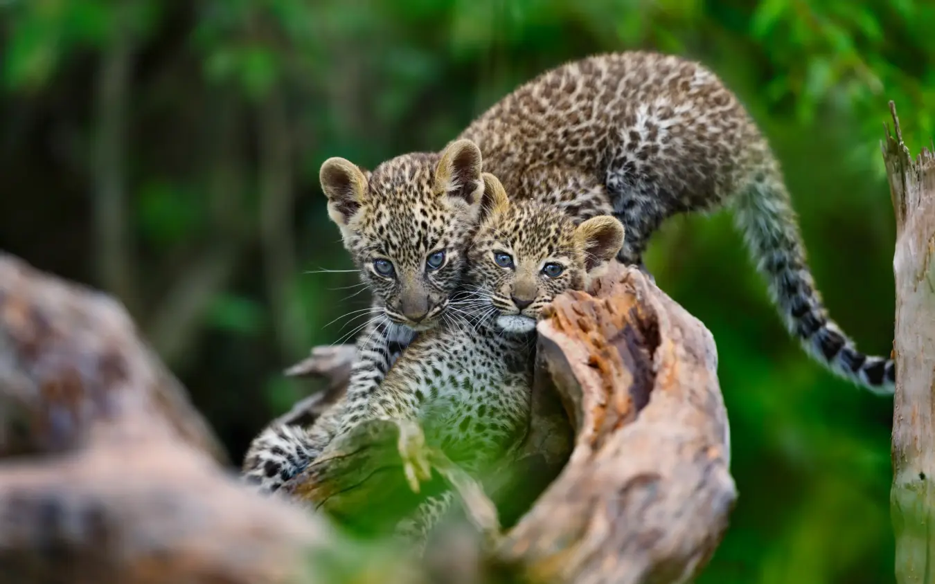 Two young leopard cubs playing on fallen log