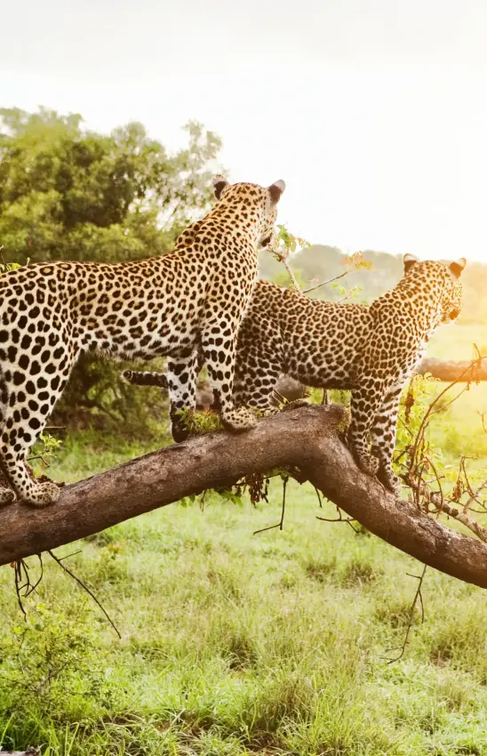 Leopards resting on branch during safari game drive