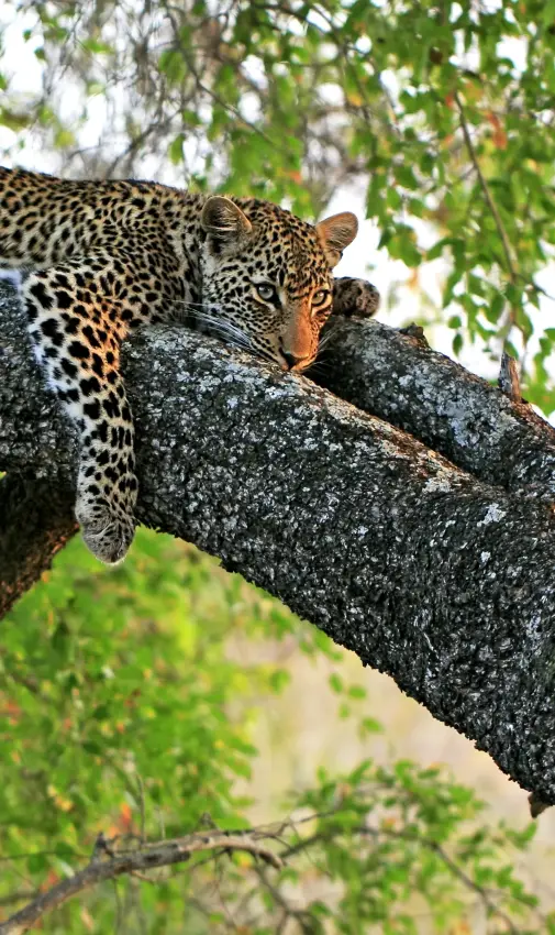 Leopard resting on tree branch surrounded by green foliage
