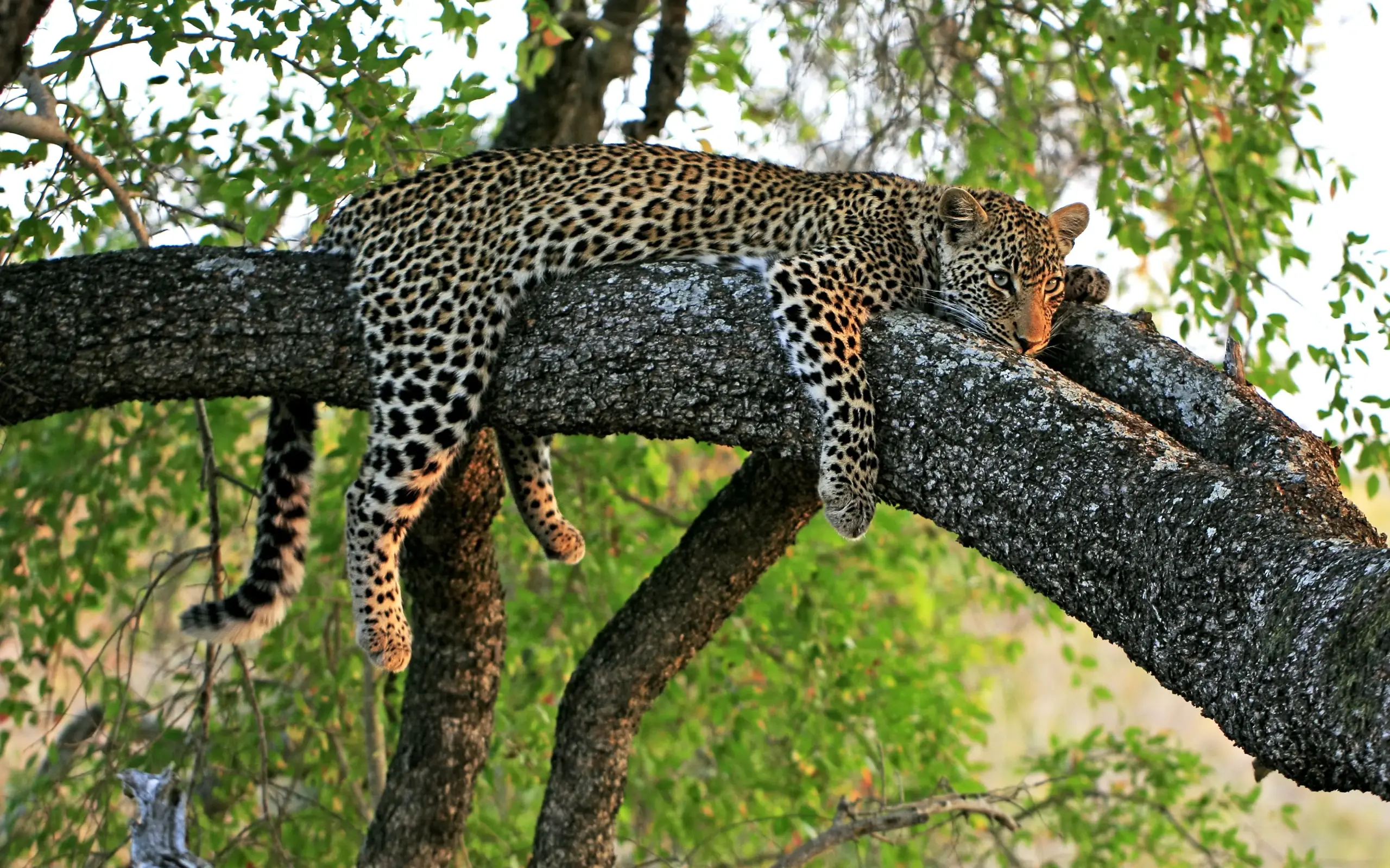 Leopard resting on tree branch surrounded by green foliage