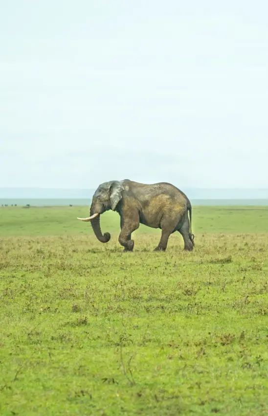 Elephant walking through grassy plains under overcast sky, Leopard Hill, Maasai Mara, Kenya