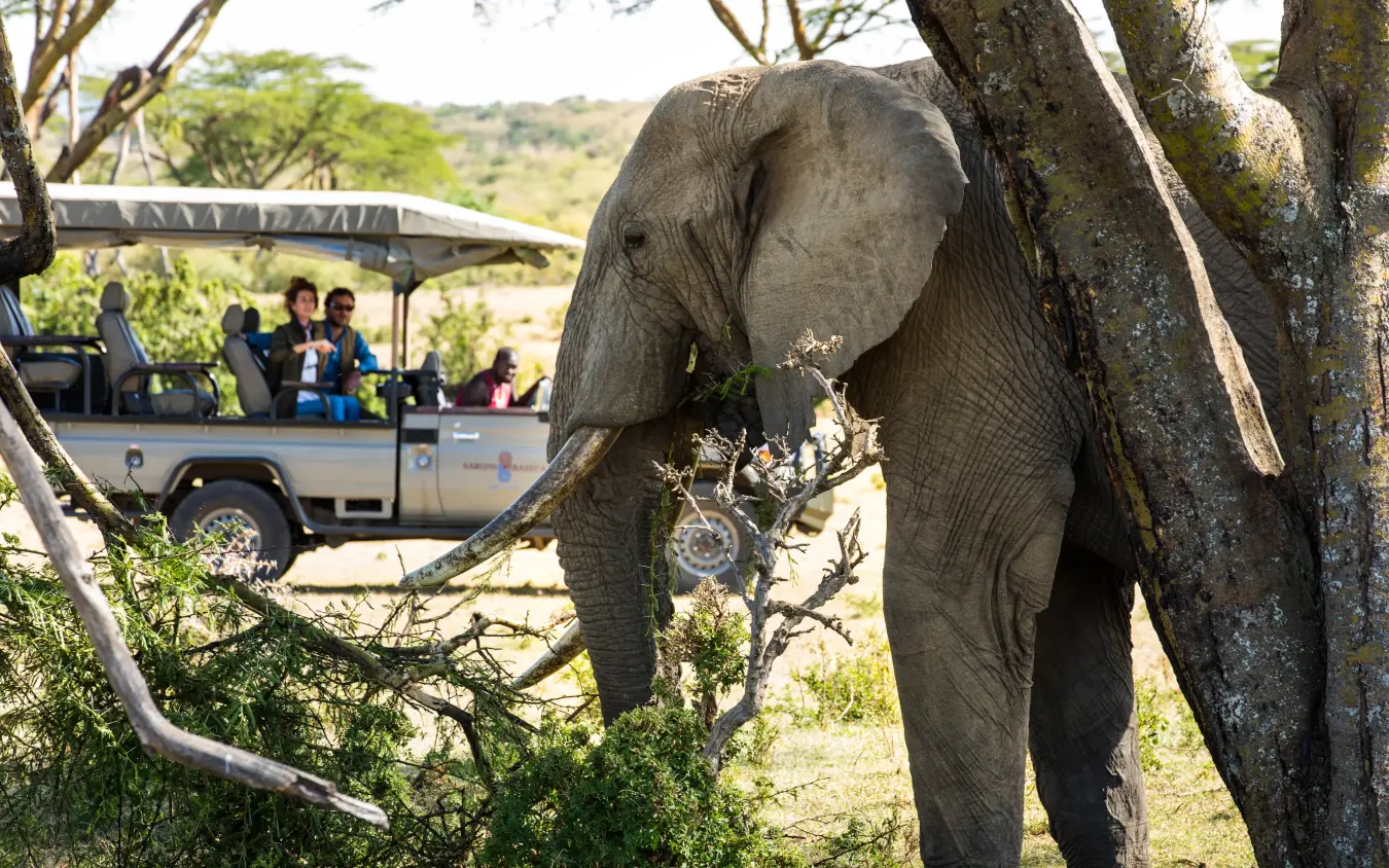 Elephant feeding on tree branches near safari vehicle with guests, Leopard Hill, Maasai Mara, Kenya
