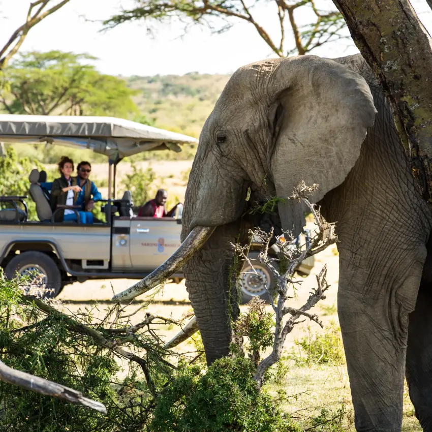 Elephant feeding on tree branches near safari vehicle with guests, Leopard Hill, Maasai Mara, Kenya
