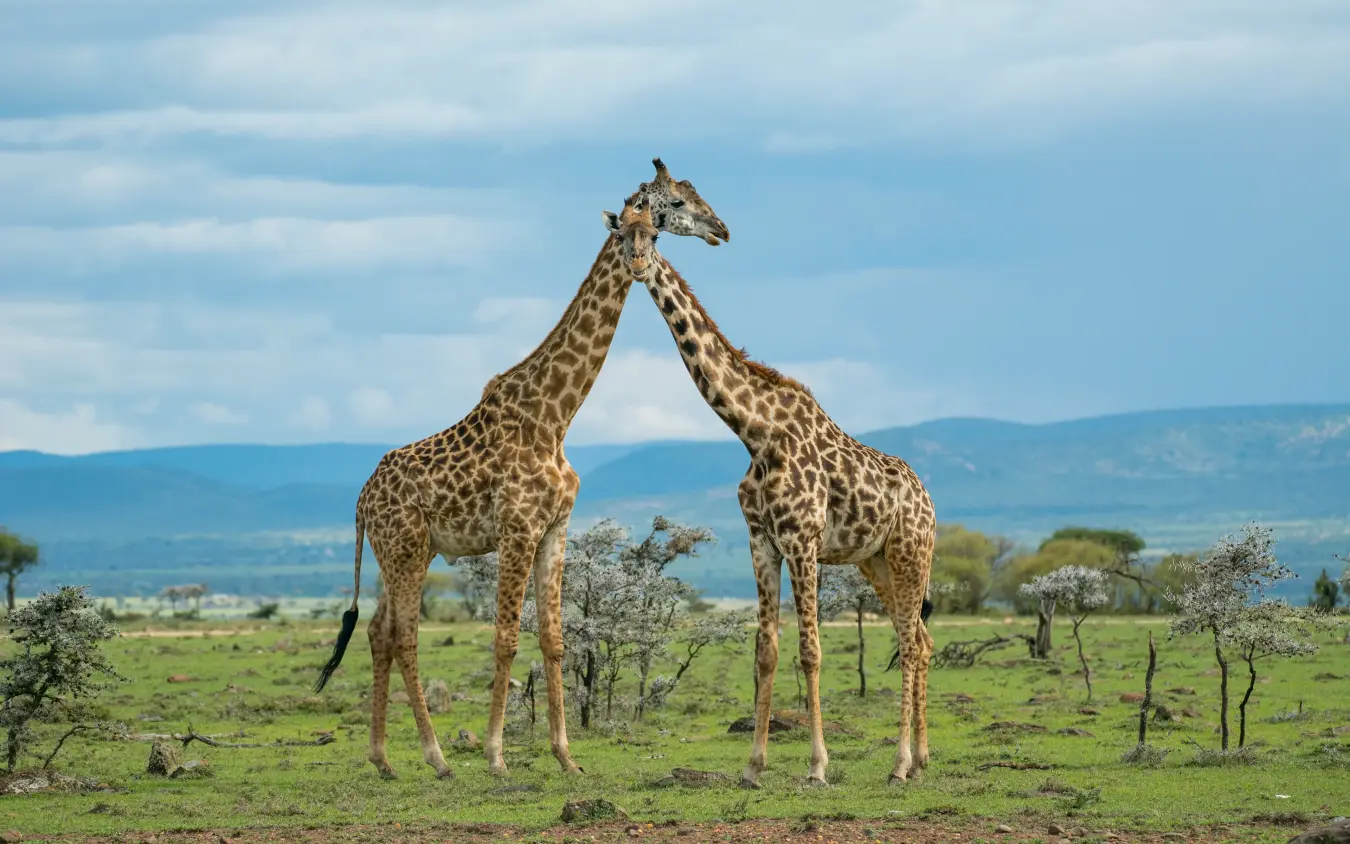 Two giraffes reaching up to acacia trees in open grassland savanna, Leopard Hill, Maasai Mara, Kenya