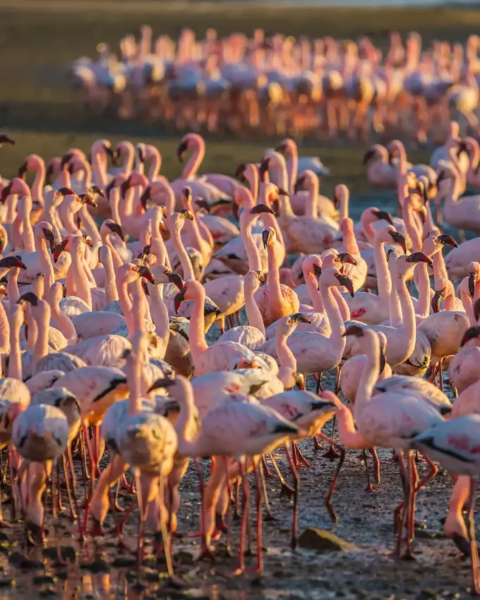 Large flock of flamingos wading in shallow water at sunset