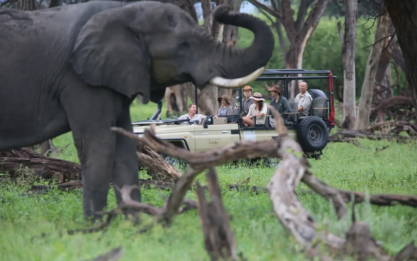 Elephant approaching safari vehicle with tourists on game drive