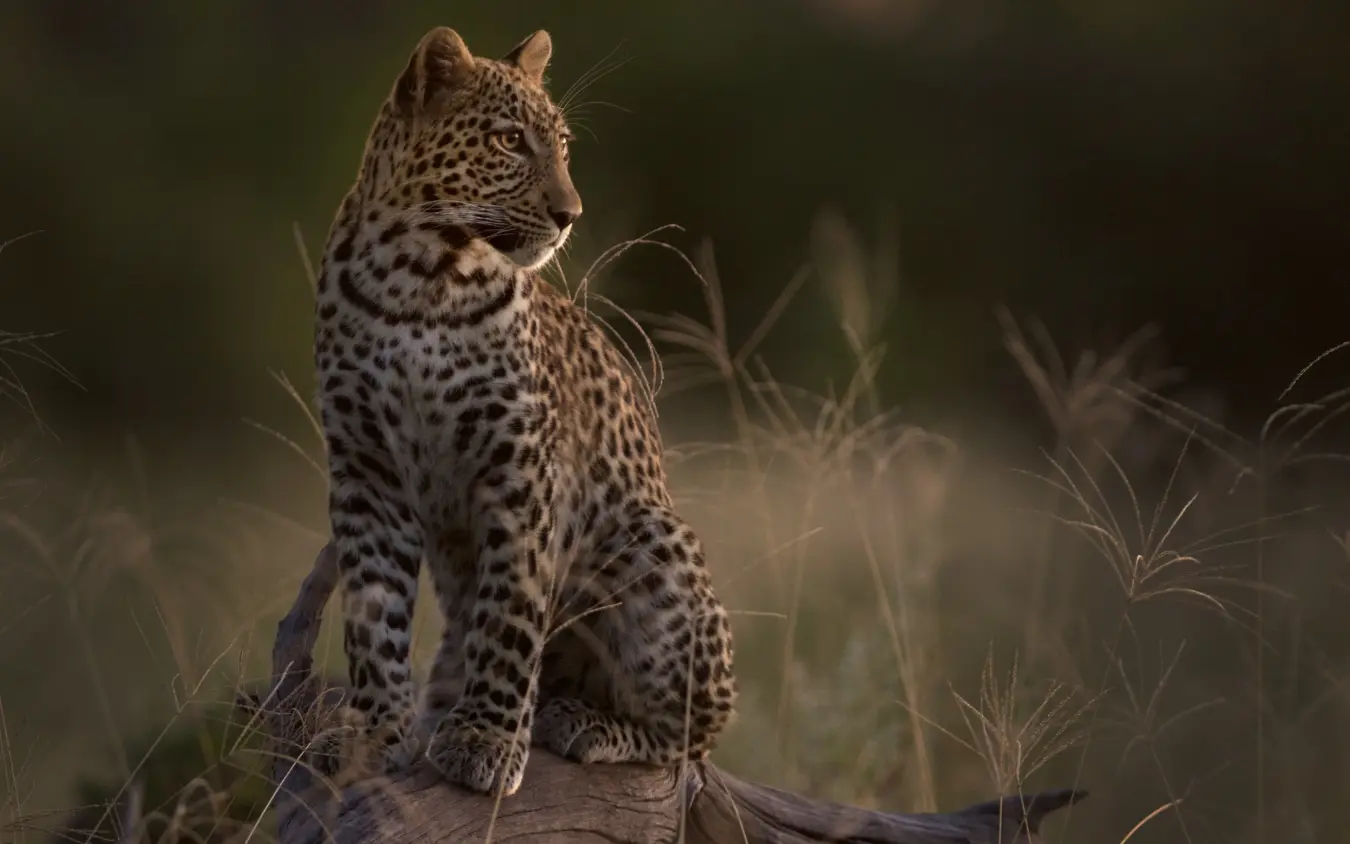 Leopard sitting on log in golden grassland