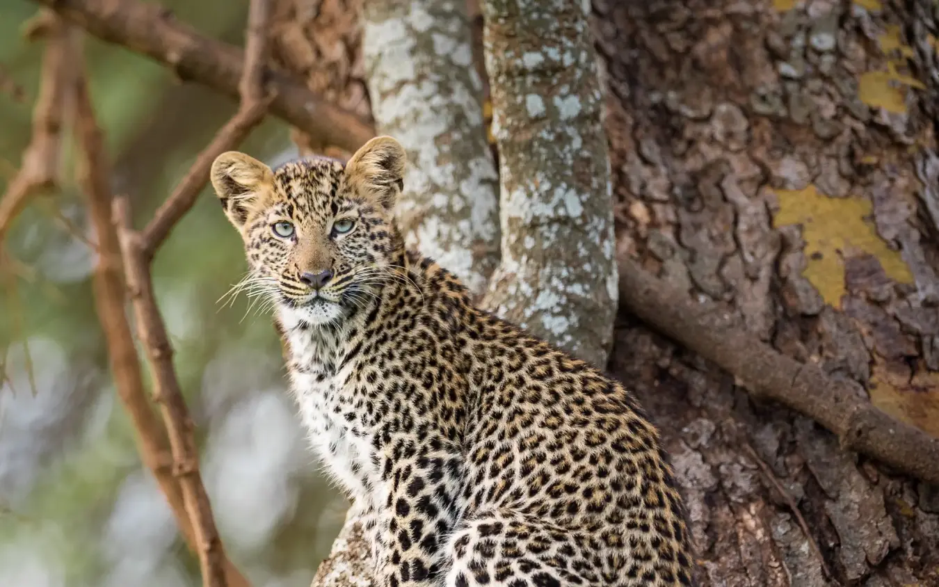 Young leopard resting on tree branch in natural habitat, Lewa House, Laikipia Highlands, Kenya