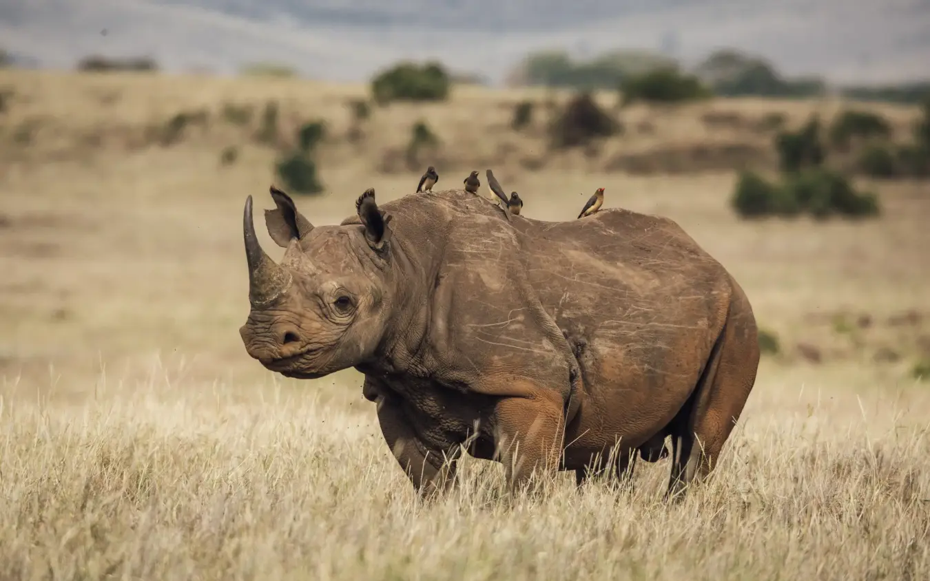 Black rhinoceros standing in savanna grassland with birds, Lewa House, Laikipia Highlands, Kenya