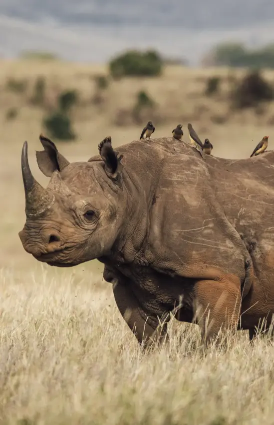 Black rhinoceros standing in savanna grassland with birds, Lewa House, Laikipia Highlands, Kenya