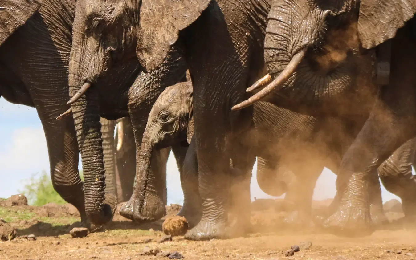 Herd of African elephants walking through dusty savanna, Lewa House, Laikipia Highlands, Kenya