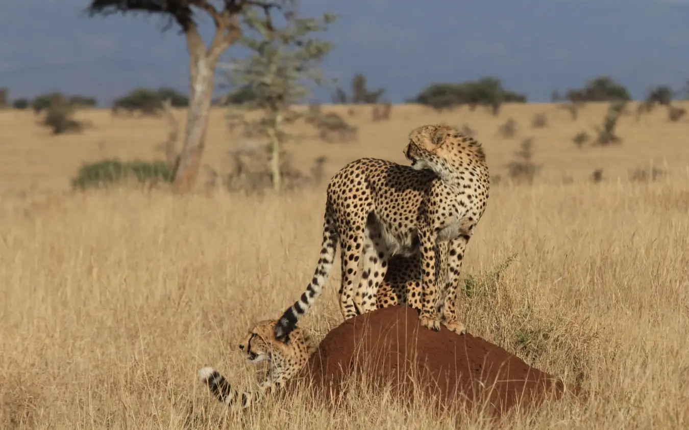Cheetah standing on termite mound in savanna grassland, Lewa Wilderness, Laikipia Highlands, Kenya