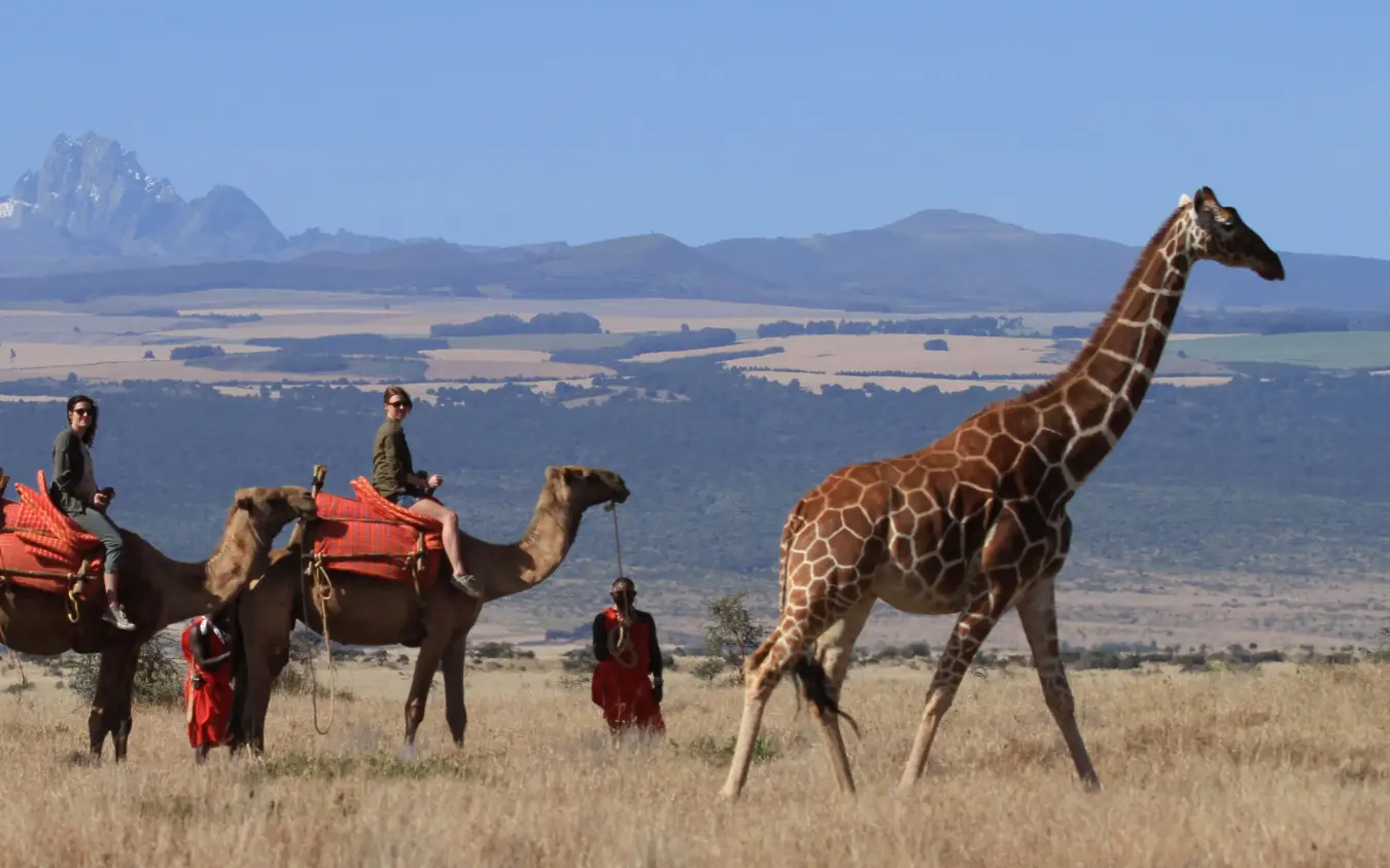 Camel caravan with giraffe walking across savanna landscape, Lewa Wilderness, Laikipia Highlands, Kenya