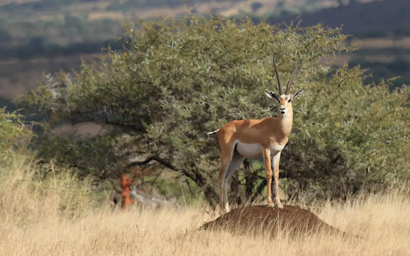 Impala standing alert in savanna grassland during daylight, Lewa Wilderness, Laikipia Highlands, Kenya