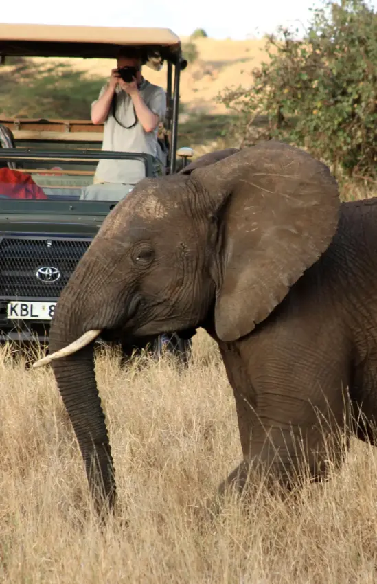 Safari vehicle encounters elephant in grassland savanna, Lewa Wilderness, Laikipia Highlands, Kenya