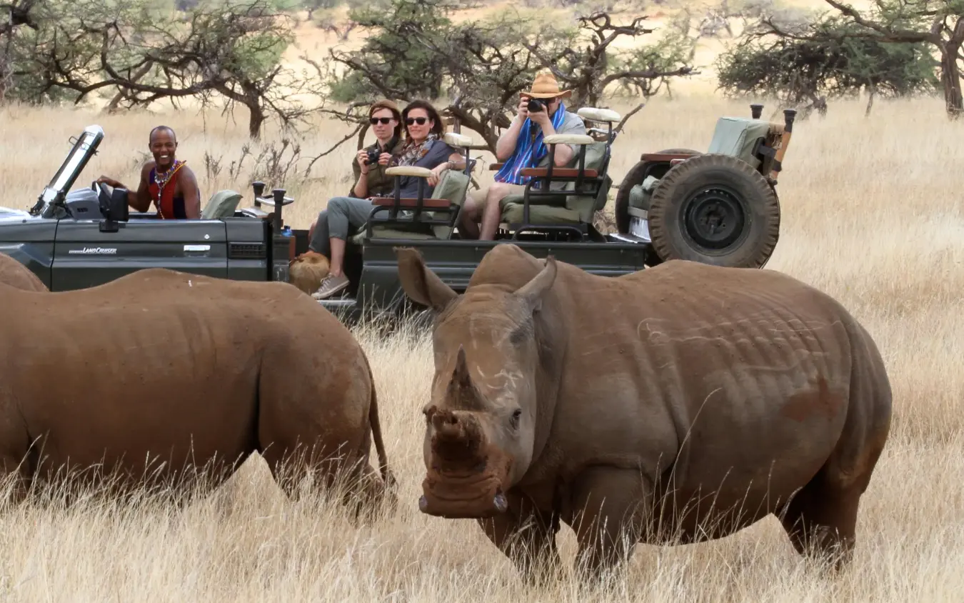 Safari vehicles observing rhinoceroses in grassland savanna, Lewa Wilderness, Laikipia Highlands, Kenya