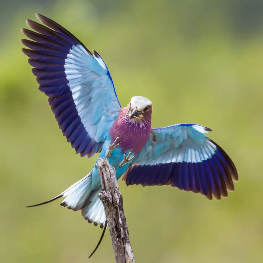 Colorful bird with spread wings perched on branch