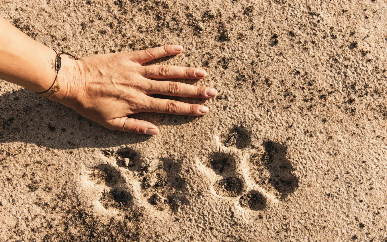 Human hand next to animal paw prints in sand, Linkwasha Camp, Hwange National Park, Zimbabwe