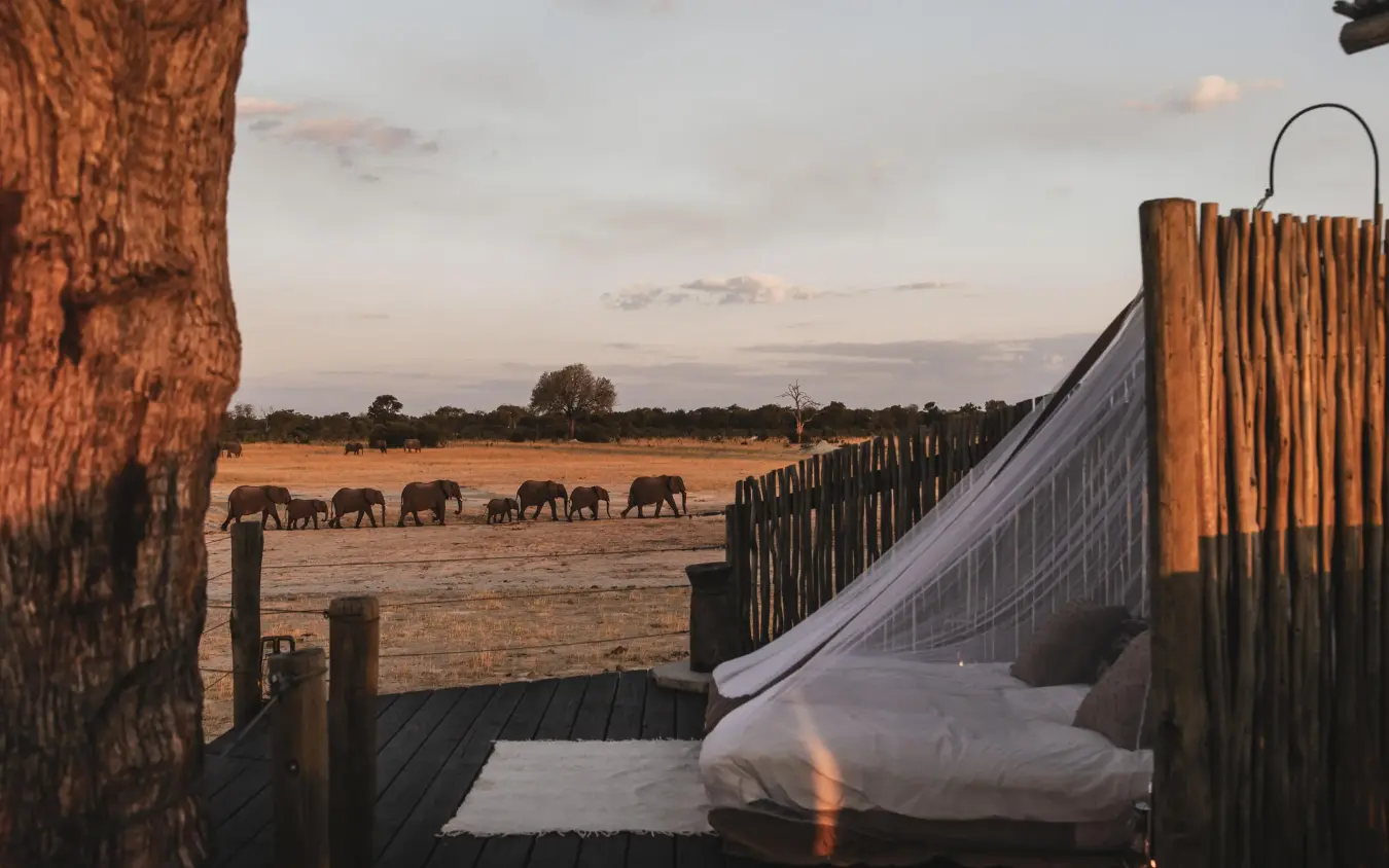 Bed on wooden deck overlooking elephant herd at waterhole, Linkwasha Camp, Hwange National Park, Zimbabwe