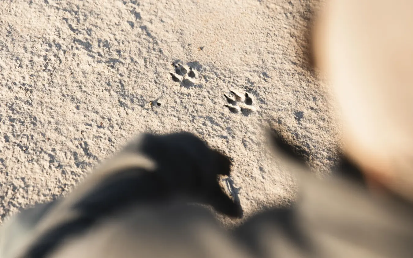 Animal pawprints in sand with shadow of person, Linkwasha Camp, Hwange National Park, Zimbabwe