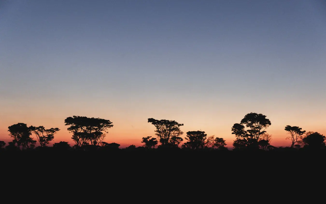 African savanna silhouetted trees against sunset sky, Linkwasha Camp, Hwange National Park, Zimbabwe