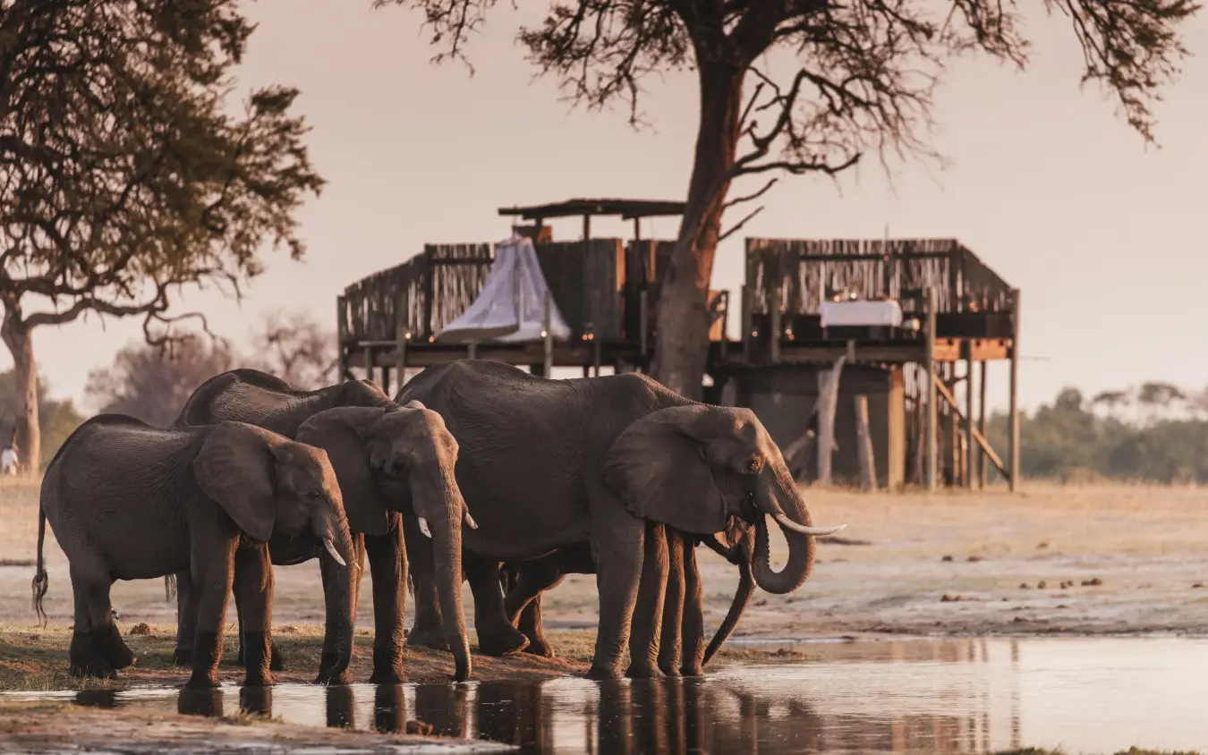 Elephants drinking at waterhole near elevated lodge platform, Linkwasha Camp, Hwange National Park, Zimbabwe