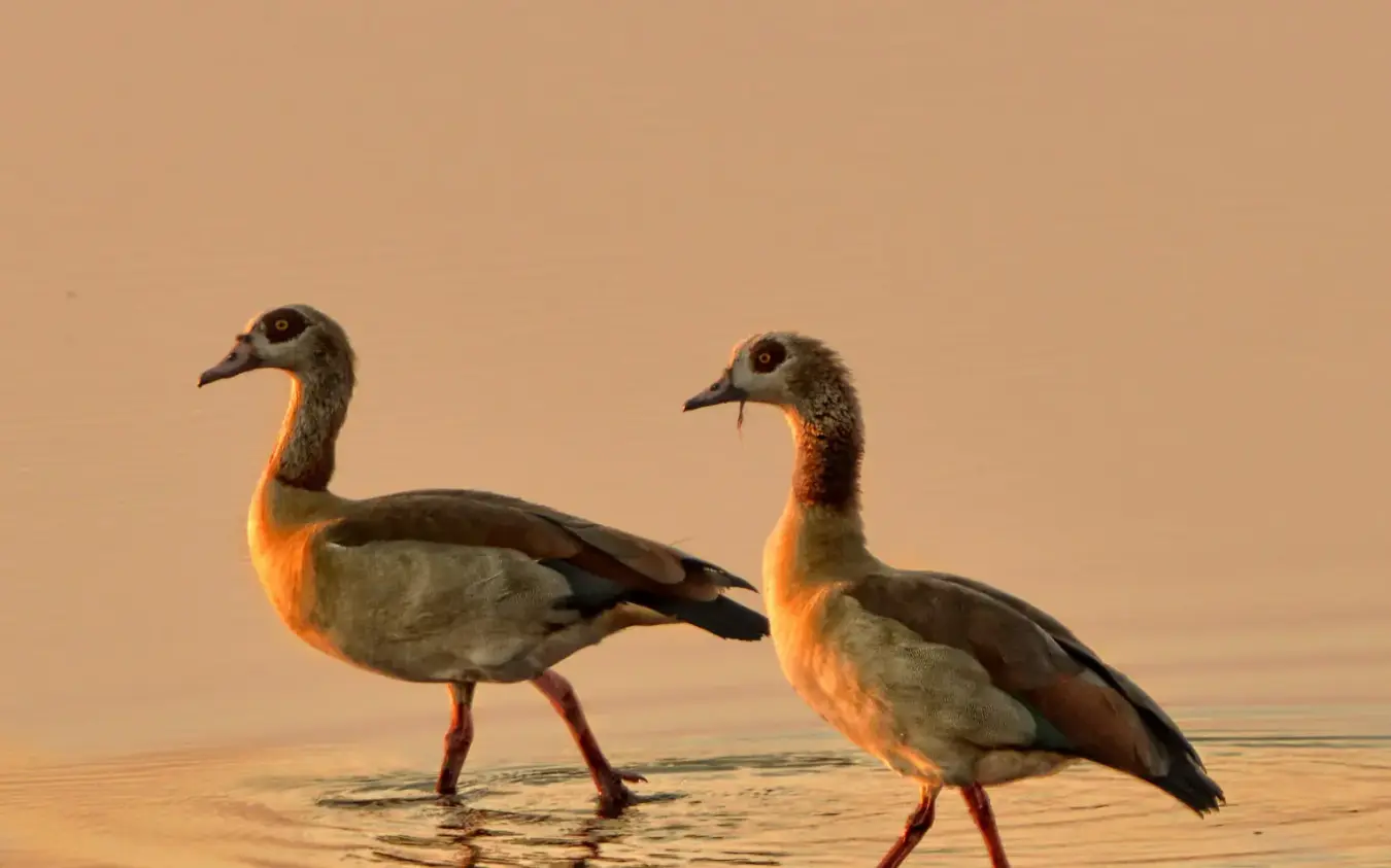 Two African jacanas wading in shallow water at sunset, Linyanti Bush Camp, Linyanti Wildlife Reserve, Botswana