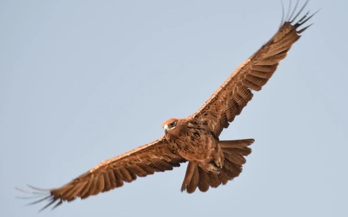 African eagle soaring against clear blue sky, Linyanti Bush Camp, Linyanti Wildlife Reserve, Botswana