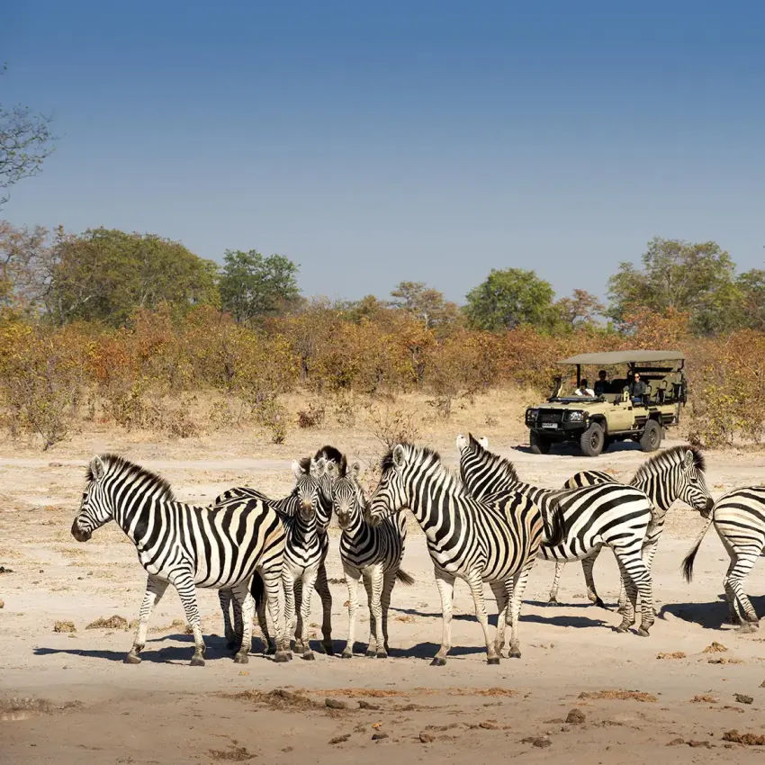 Zebras gathered on sandy ground with safari vehicle in background, Linyanti Wildlife Reserve, Botswana