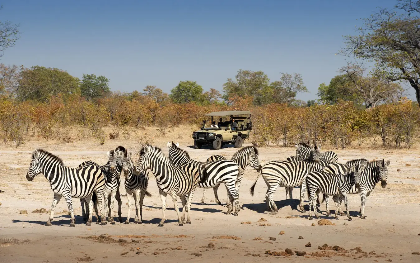 Zebras gathered on sandy ground with safari vehicle in background, Linyanti Ebony, Linyanti Wildlife Reserve, Botswana
