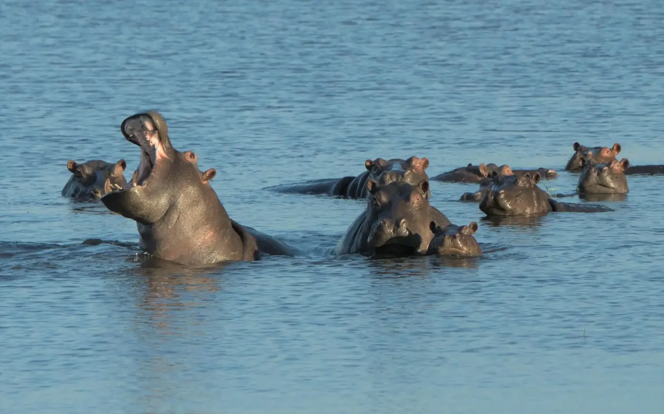 Pod of hippopotamuses in shallow water with mouths open, Linyanti Ebony, Linyanti Wildlife Reserve, Botswana