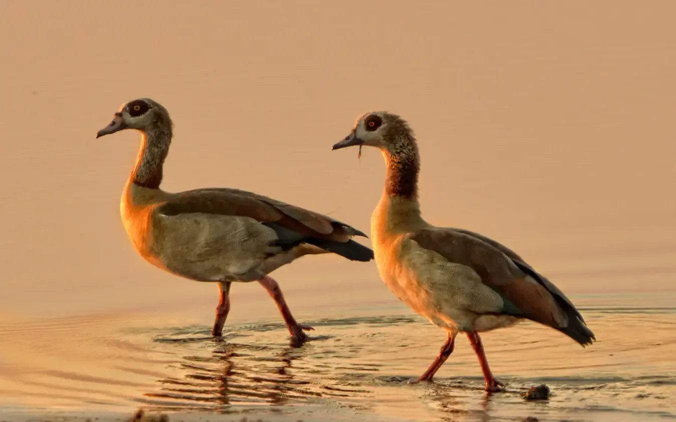 Two African birds wading in shallow water at sunset, Linyanti Ebony, Linyanti Wildlife Reserve, Botswana
