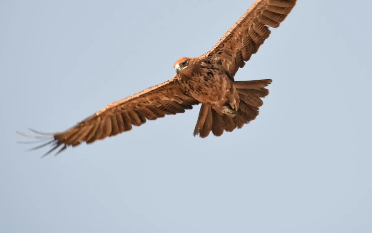 African eagle in flight against clear blue sky, Linyanti Ebony, Linyanti Wildlife Reserve, Botswana