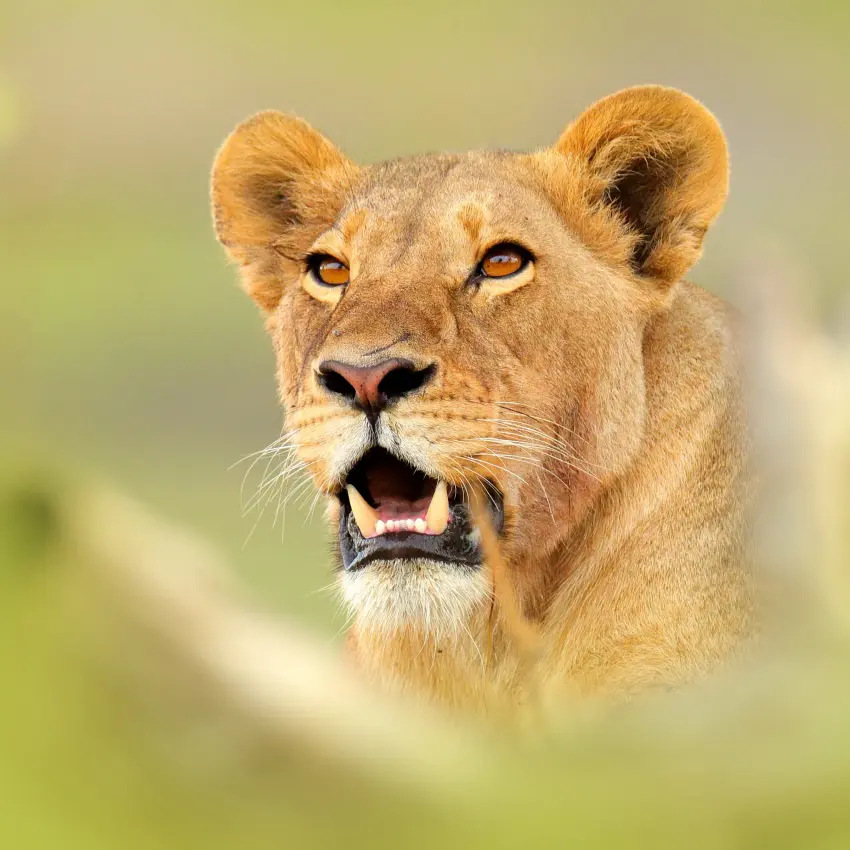 Female lion head portrait with green background