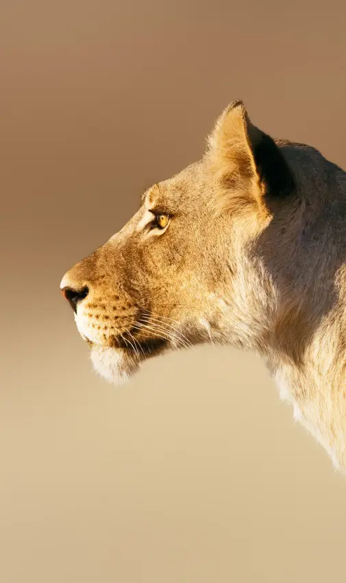 Lioness in profile against neutral sandy background